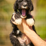 Kyro-male-barbet-puppy-for-sale- (2)