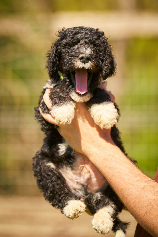 Kyro Barbet Kyro Barbet