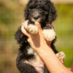 Kyro-male-barbet-puppy-for-sale- (3)