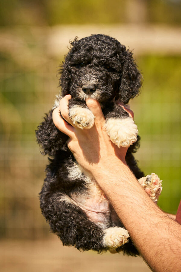 Kyro Barbet Kyro Barbet