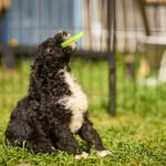 Kyro-male-barbet-puppy-for-sale- (4)