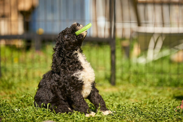 Kyro Barbet Kyro Barbet