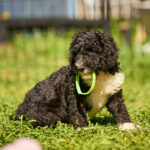 Kyro-male-barbet-puppy-for-sale- (5)
