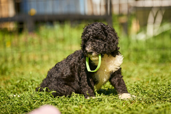 Kyro Barbet Kyro Barbet
