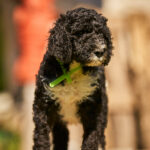 Kyro-male-barbet-puppy-for-sale- (6)