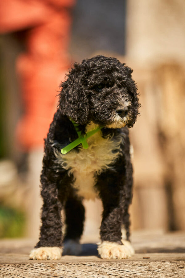 Kyro Barbet Kyro Barbet