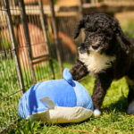 Kyro-male-barbet-puppy-for-sale- (7)