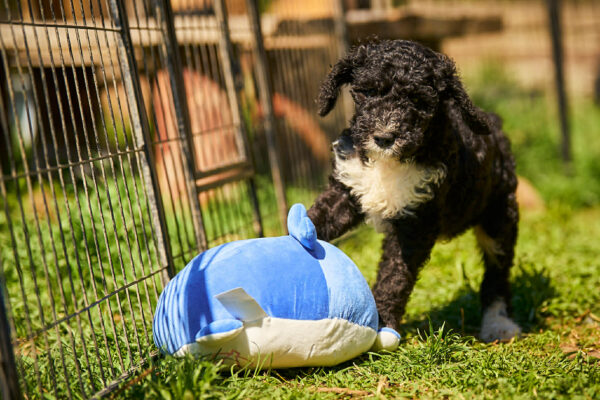 Kyro Barbet Kyro Barbet