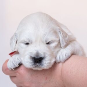 Laffi Golden Retriever Laffi Golden Retriever