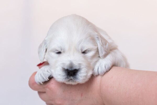 Laffi Golden Retriever Laffi Golden Retriever