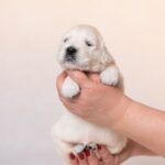 Laffi-female-golden-retriver-puppy-for-sale-1 (2)