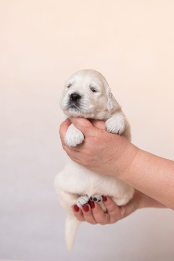 Laffi Golden Retriever Laffi Golden Retriever