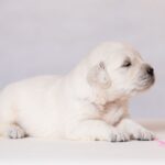 Laffi-female-golden-retriver-puppy-for-sale-1 (3)