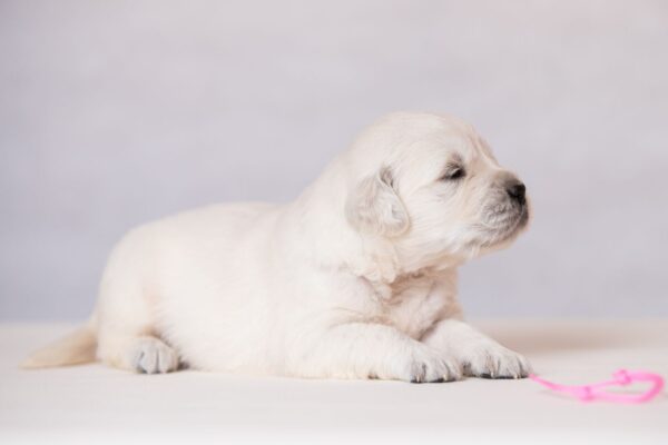 Laffi Golden Retriever Laffi Golden Retriever