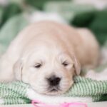 Laffi-female-golden-retriver-puppy-for-sale-1 (4)