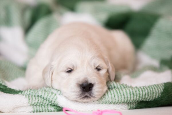 Laffi Golden Retriever Laffi Golden Retriever