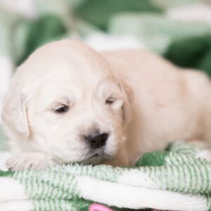 Laffi Golden Retriever Laffi Golden Retriever