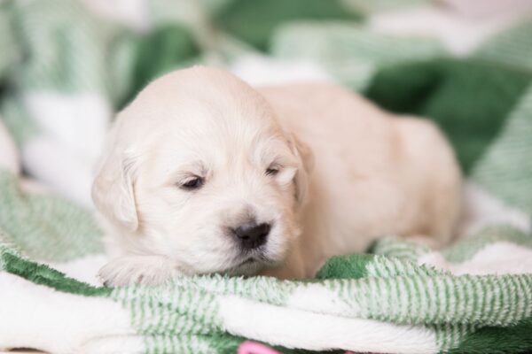 Laffi Golden Retriever Laffi Golden Retriever