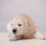 Laffi-female-golden-retriver-puppy-for-sale-1 (6)