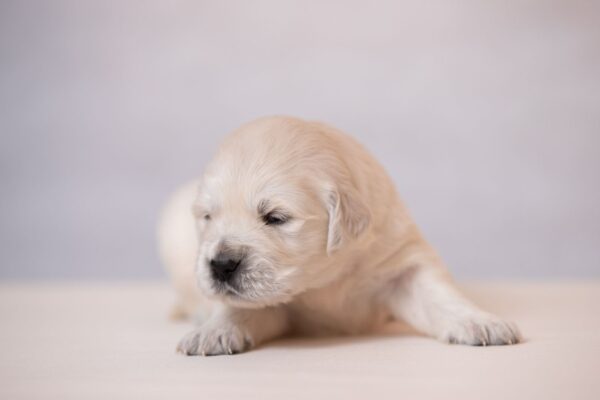 Laffi Golden Retriever Laffi Golden Retriever