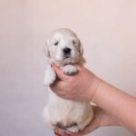 Lanni-female-golden-retriver-puppy-for-sale-1 (1)