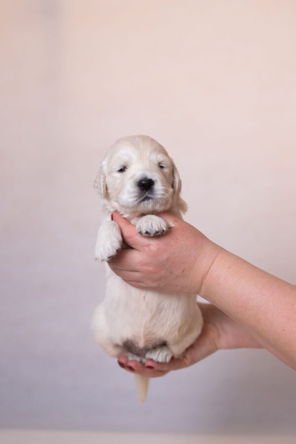 Lanni Golden Retriever Lanni Golden Retriever