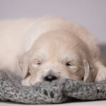 Lanni-female-golden-retriver-puppy-for-sale-1 (2)