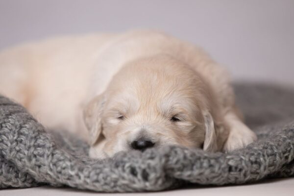 Lanni Golden Retriever Lanni Golden Retriever