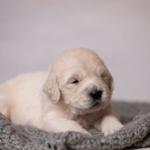 Lanni Golden Retriever Lanni Golden Retriever