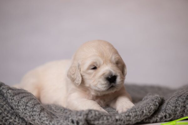 Lanni Golden Retriever Lanni Golden Retriever