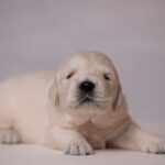Lanni-female-golden-retriver-puppy-for-sale-1 (4)