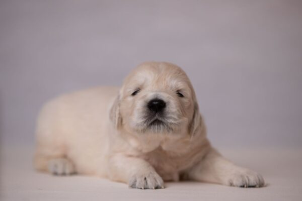 Lanni Golden Retriever Lanni Golden Retriever