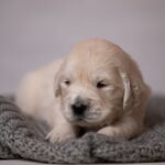 Lanni-female-golden-retriver-puppy-for-sale-1 (5)