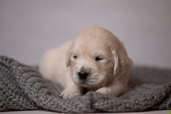 Lanni Golden Retriever Lanni Golden Retriever