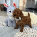Larry-male-maltipoo-puppy-for-sale-1 (1)