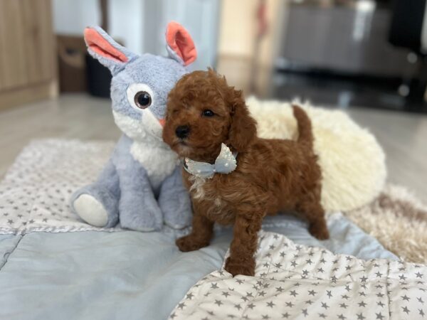 Larry Maltipoo Larry Maltipoo