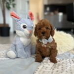 Larry-male-maltipoo-puppy-for-sale-1 (2)