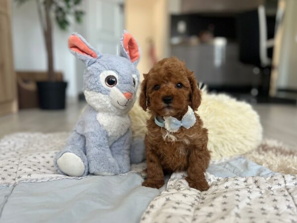 Larry Maltipoo Larry Maltipoo