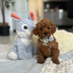 Larry-male-maltipoo-puppy-for-sale-1 (3)