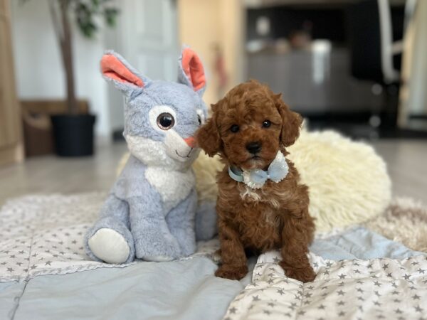 Larry Maltipoo Larry Maltipoo