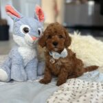 Larry-male-maltipoo-puppy-for-sale-1 (4)