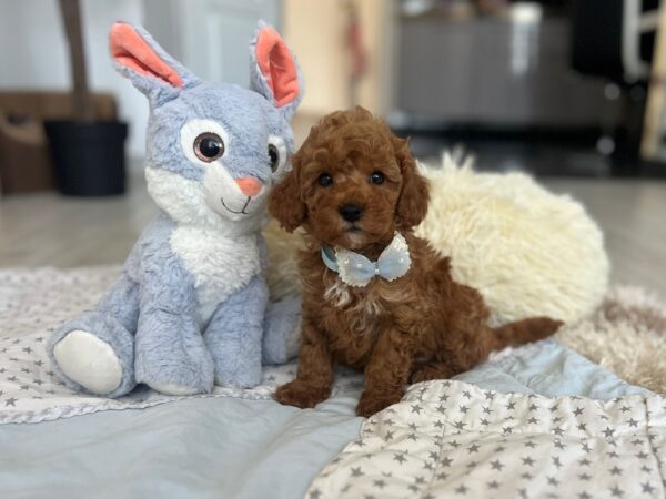 Larry Maltipoo Larry Maltipoo