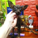 Larsel-male-Russian-Toy-puppy-for-sale-1