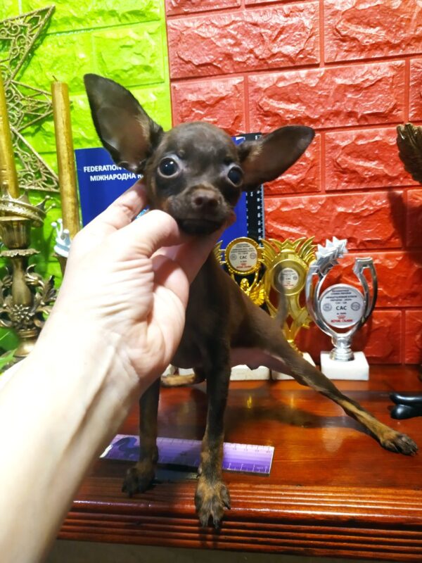 Larsel Russian Toy Terrier Larsel Russian Toy Terrier