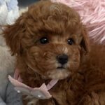 Lessi-female-maltipoo-puppy-for-sale-1 (1)