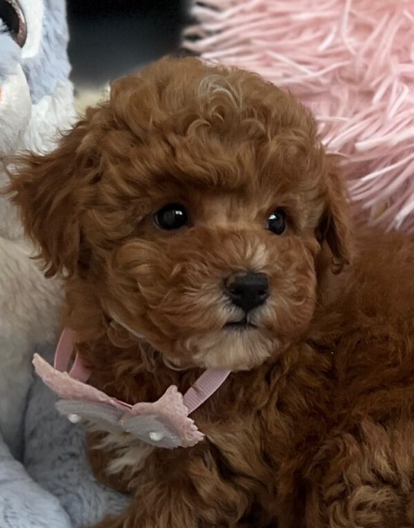 Lessi Maltipoo Lessi Maltipoo