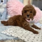 Lessi-female-maltipoo-puppy-for-sale-1 (2)