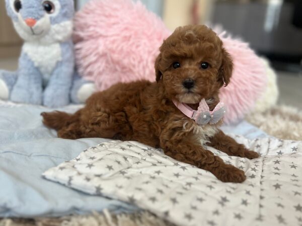 Lessi Maltipoo Lessi Maltipoo