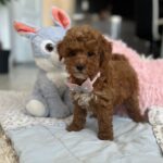 Lessi-female-maltipoo-puppy-for-sale-1 (3)