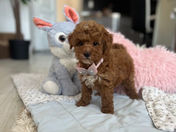 Lessi Maltipoo Lessi Maltipoo